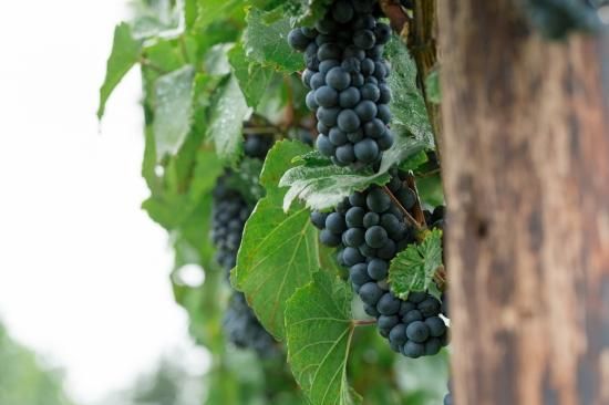 ガーデンウエディング サンクゼールワイナリー様にて