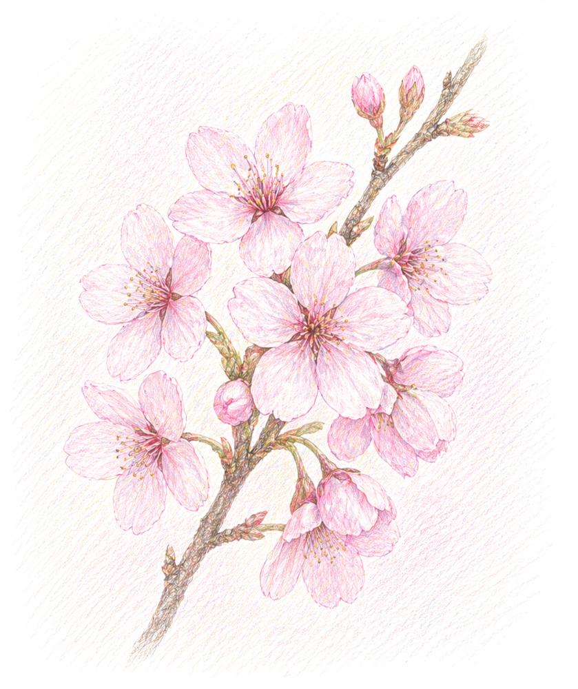 Flower Ring(サクラ)【13号】
