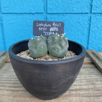 ロホホラ属　銀冠玉　双頭タイプ　Lophophora fricii　2020/4/11