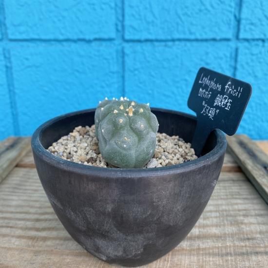 ロホホラ属　銀冠玉　双頭タイプ　Lophophora fricii　2020/4/11