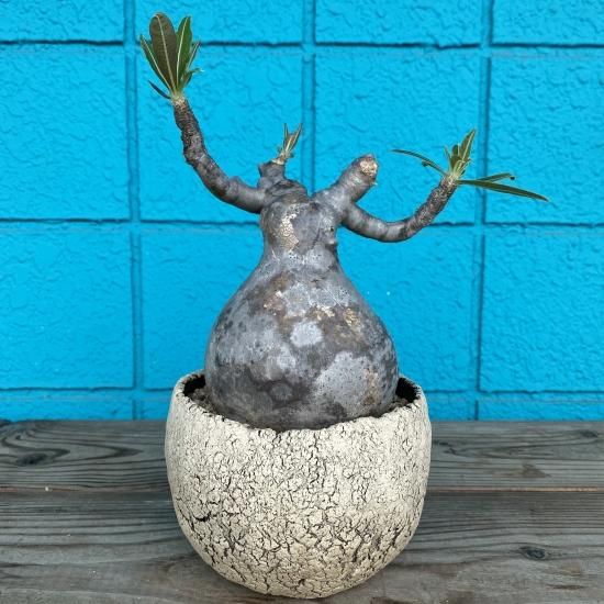 パキポディウム・グラキリス 鉢付き 　　　　　　　　
Pachypodium Gracilius　2021/08/13