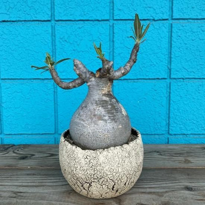 パキポディウム・グラキリス 鉢付き 　　　　　　　　
Pachypodium Gracilius　2021/08/13