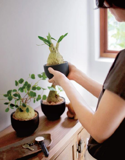 フェイクコーデックス『GRACILIUS』グラキリス