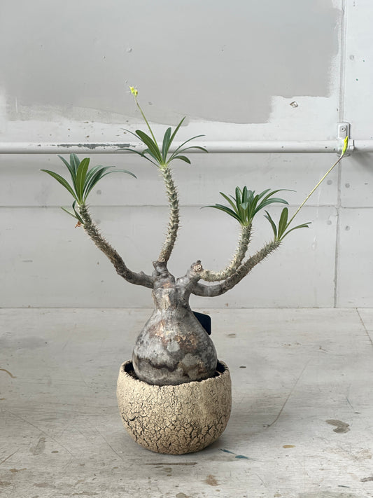 パキポディウム・グラキリス 鉢付き Pachypodium Gracilius　